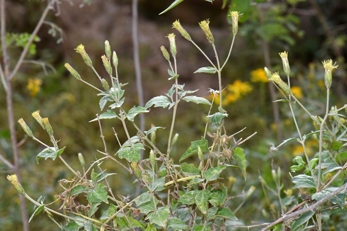 Coulter's Brickellbush is native perennial Brickellia that grows to 3 feet or more. It is a shrub or sub-shrub with multiple branches from the base. The branches are opposite, ascending or spreading. The glands dotted along the stems and flowering stalks make the plants sticky to touch. Brickellia coulteri